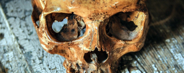 В Приморске возле храма нашли человеческий череп