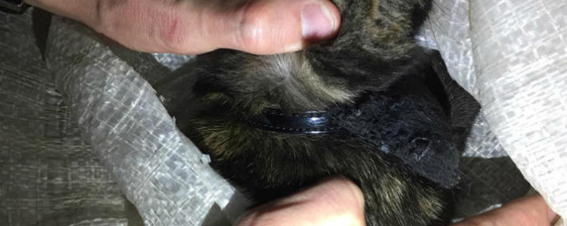В Татарстане поймали кошку-наркокурьершу