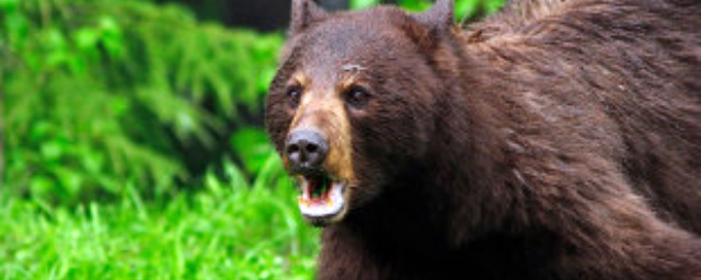 Пострадавший при нападении медведицы на Курилах умер в больнице
