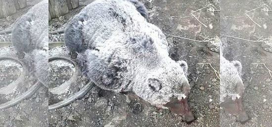 В Бурятии застрелили медведя, разорвавшего во дворе дома теленка