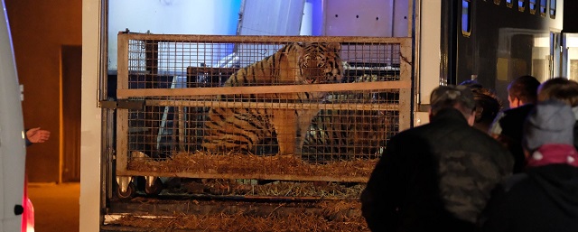 В Белоруссии сообщили о смерти тигра, не пропущенного в Россию