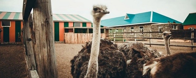 В Забайкалье за 175 млн рублей продают страусиную ферму