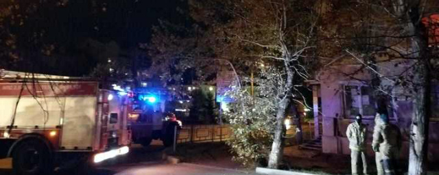 В Красноярске 50 человек спасали енота, взобравшегося на дерево