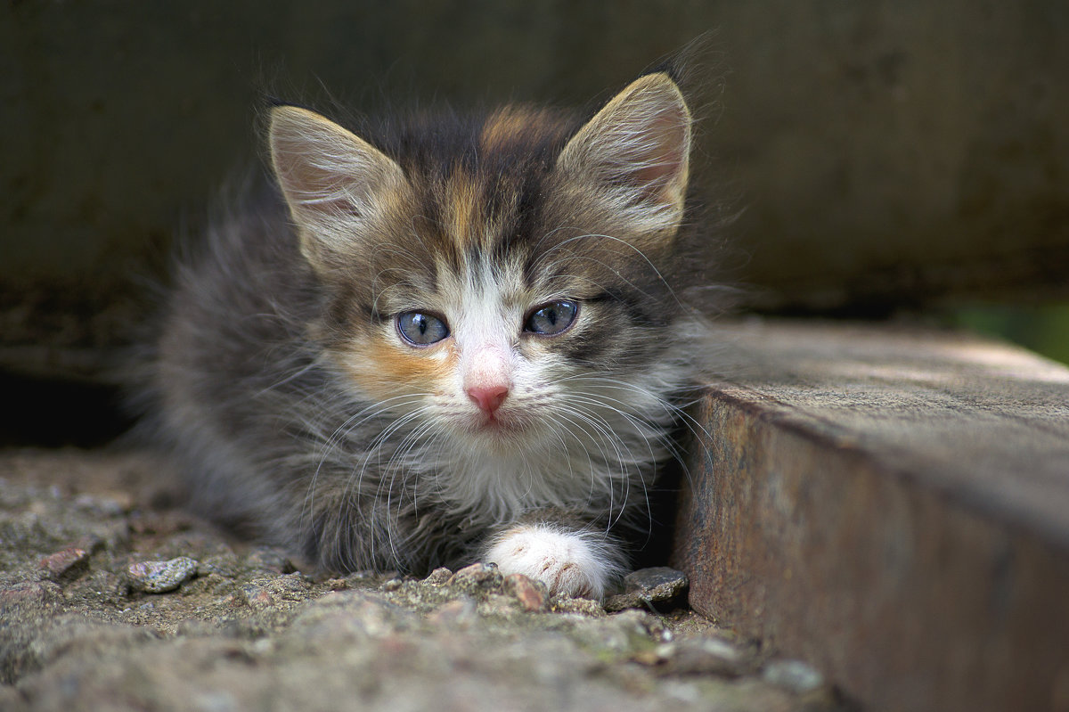Кошка беспородная голодная. Бездомные котята. Бездомный кот. Бедные котята. Брошенный котенок.