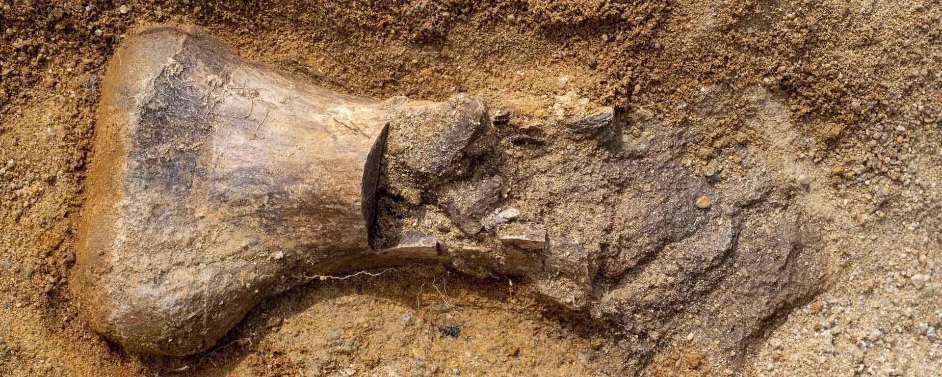В Бурятии ученые обнаружили останки динозавров и ископаемой черепахи