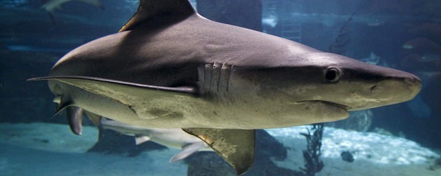 Ученые: акулы могут лишиться чешуи из-за роста кислотности океана