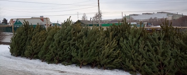 В Самарской области развернули продажу новогодних елей