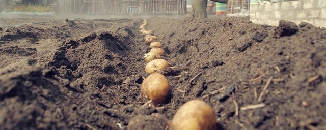 Астраханские аграрии начали приступили к высадке картофеля