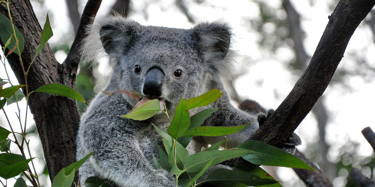 В Австралии количество коал посчитали с помощью беспилотника