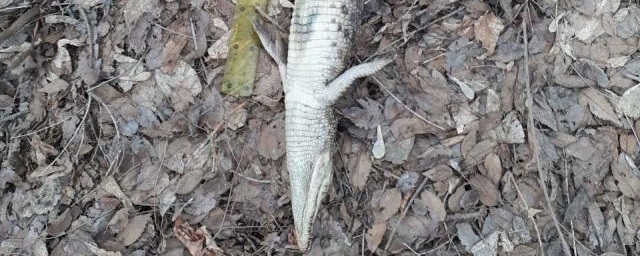 В Оренбургской области был найден мертвый крокодил