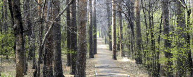 Жителям Новосибирска запретят лесные прогулки в майские праздники