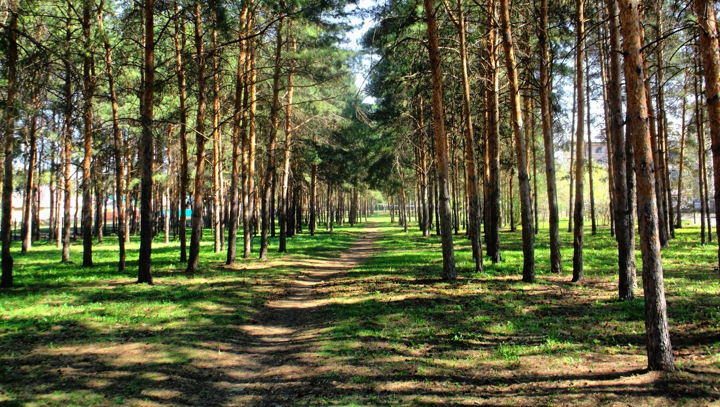 Сосновый Бор Новосибирск Фото