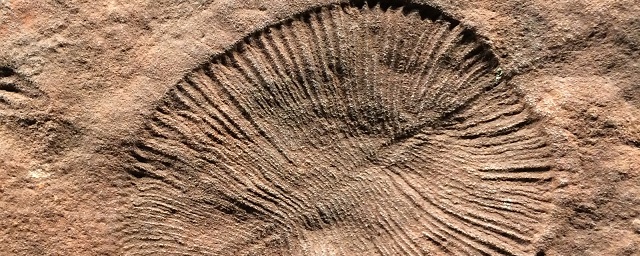 Ученые нашли в Якутии организмы, жившие 500 млн лет назад