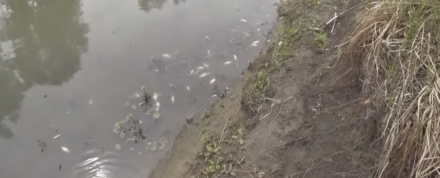 Это какой-то ад: Устье реки Тула завалено мертвой и задыхающейся рыбой