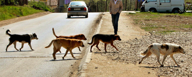 Во Владивостоке собаки загрызли 62-летнего сторожа