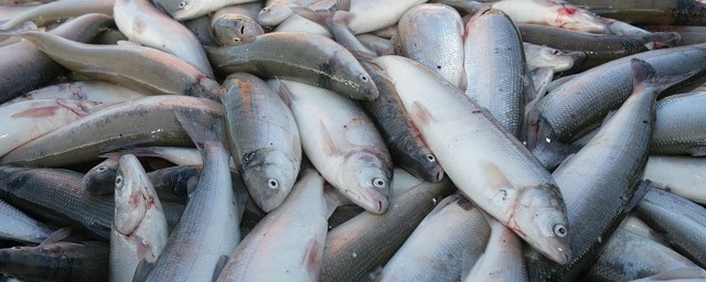 В новосибирских водоемах стало больше ценных видов рыб