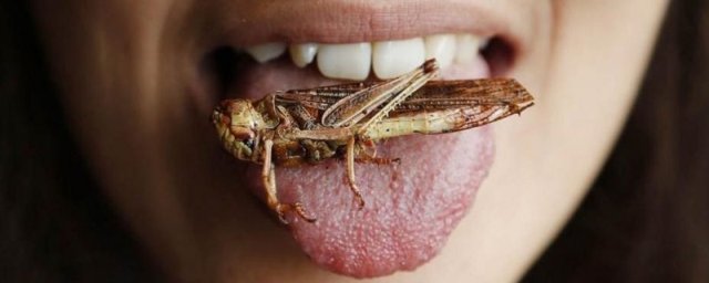 Россиян просят не увлекаться поеданием насекомых