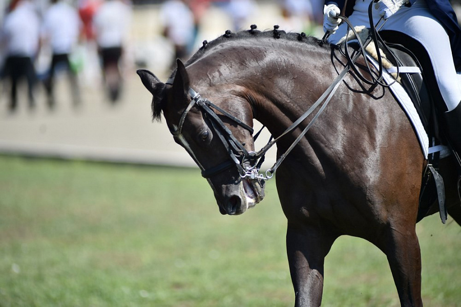 Кубанцы завоевали награды всероссийских соревнований по конному спорту