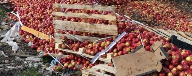 В Тверской области уничтожено свыше 45 тонн «санкционных» яблок