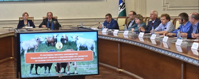 В правительстве НСО обсудили вопрос развития мясного скотоводства
