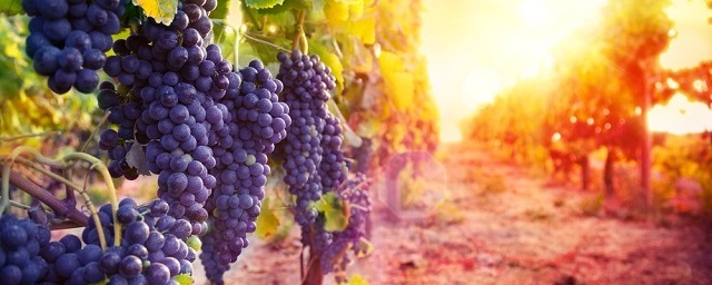Кубань с начала года экспортировала 126 тысяч декалитров вина