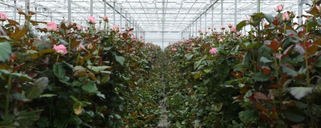В Удмуртии наращивают производство роз