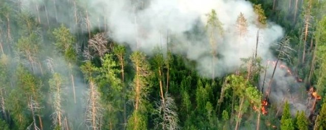 Площадь лесных пожаров в Сибири уменьшилась на 1,2 млн га