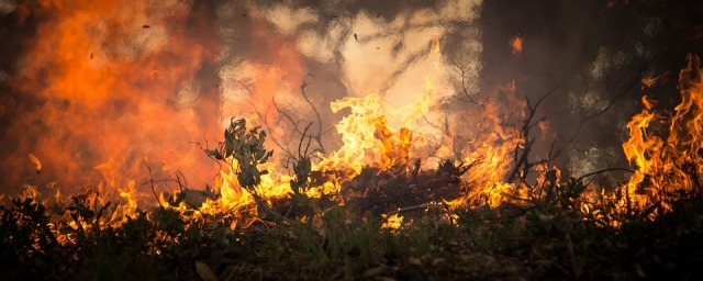 В Волгоградской области более пяти часов тушили крупный лесной пожар