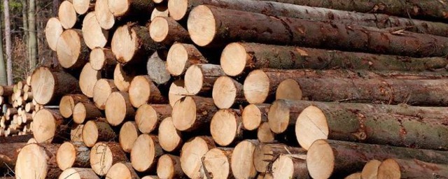 В Тамбовской области исчезло 774 кубометров древесины