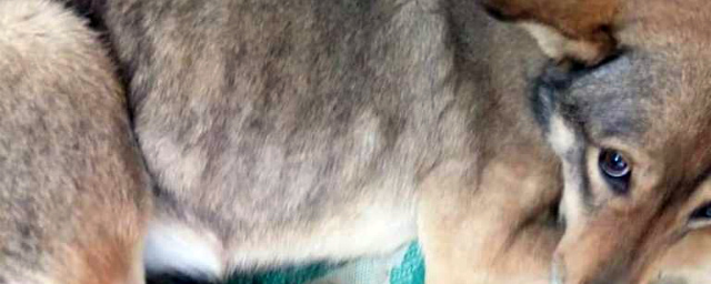 В Нальчике бездомная собака получила травмы, попав в капкан
