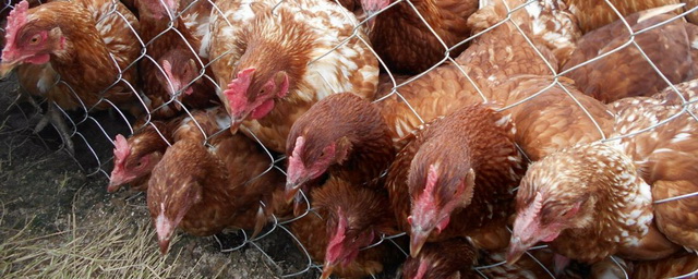 В Омской области действуют 9 очагов птичьего гриппа