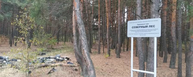 Северный лес в Воронеже может получить статус памятника природы