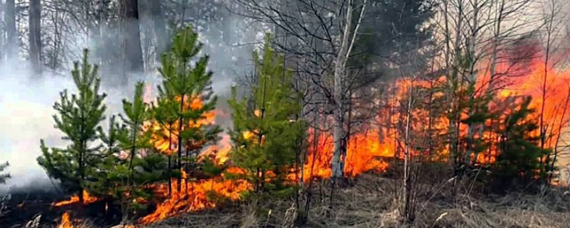 Площадь лесных пожаров в Саратовской области увеличилась в два раза