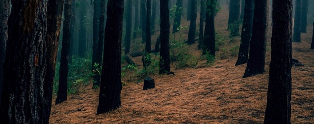 В лесу Ленобласти нашли тело мужчины без головы, кистей и стопы