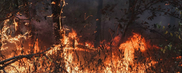 В Воронежской области локализовали еще три крупных природных пожара