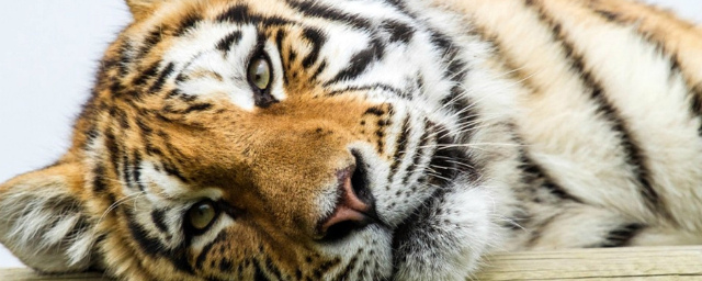 В Хабаровском крае обнаружили тело погибшего краснокнижного тигра
