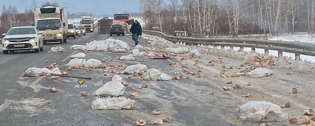 Под Новосибирском из-за ДТП по трассе рассыпались свиные уши