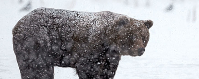 Возле якутского посёлка Чульман бродит медведь-шатун