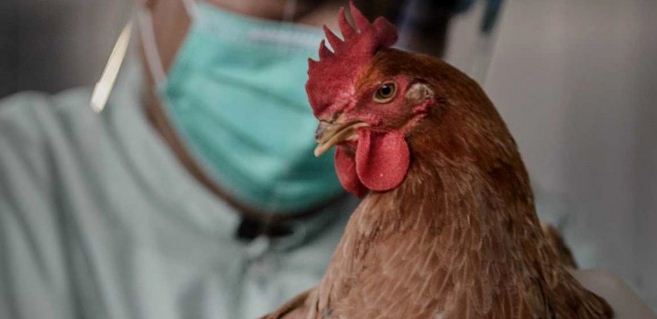 Свыше 2,5 млн кур забили в Японии из-за вспышки птичьего гриппа