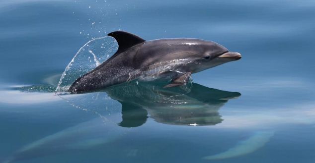 В Крыму на треть возросло число выбросившихся на берег дельфинов