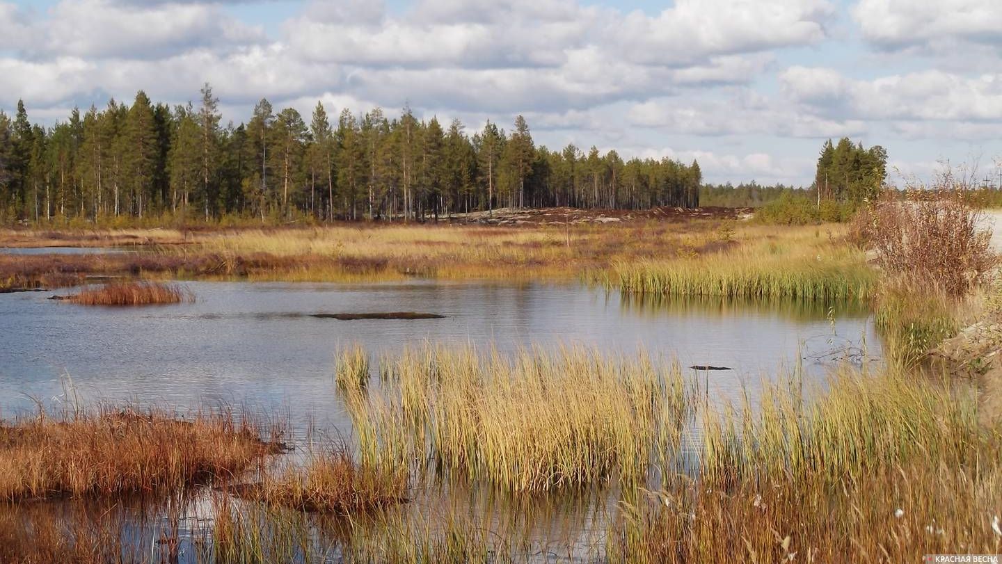 превращение болота в озеро. процесс образования болота схема. озеро, болото - биогеоценозы. почему озеро превращается в болото. зарастание пруда сукцессия.