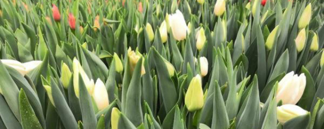 В Липецке вырастили более 20 тысяч тюльпанов