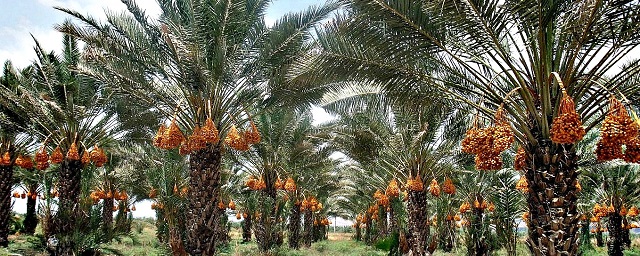 Ученые вырастили пальмы из 2000-летних финиковых семян