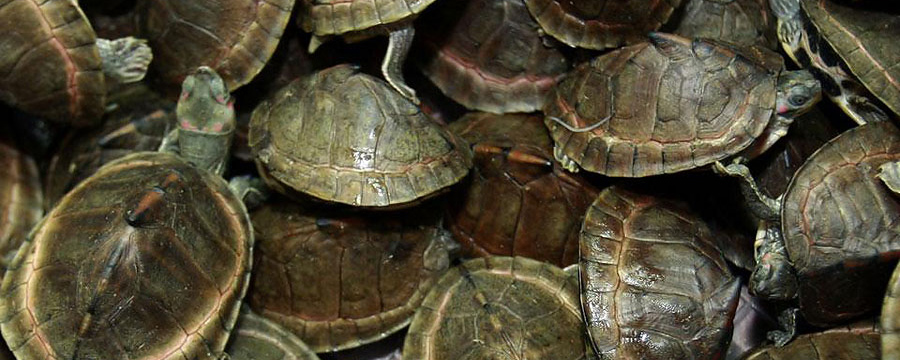 Власти Мексики пресекли попытку контрабанды исчезающих черепах в КНР