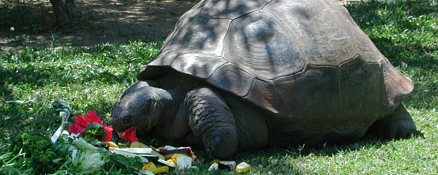 В Новосибирском зоопарке отметили всемирный день черепахи