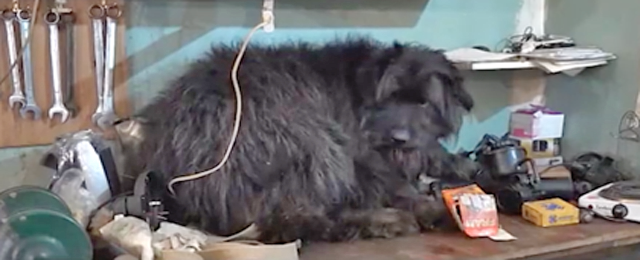 В Магадане брошенная собака два месяца ждала хозяина на льду залива