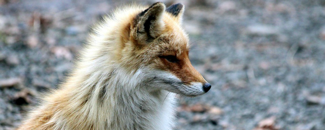 42 жителя Кировской области пострадало от лап диких зверей