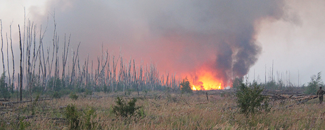 В Воронежской области огонь уничтожил более 110 гектаров леса за сутки