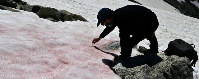 Один из итальянских ледников окрасился в розовый цвет