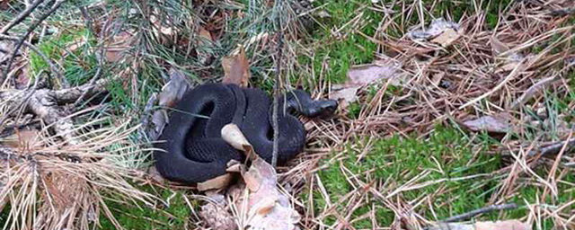 Клещи и змеи в лесу фото